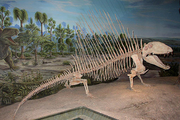 Dimetrodon skeleton. (Copyright © Abi Howe, American Geological Institute)