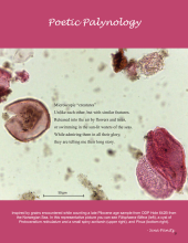 Background image of pollen grains from the Pliocene aged ODP Hole 642B. 