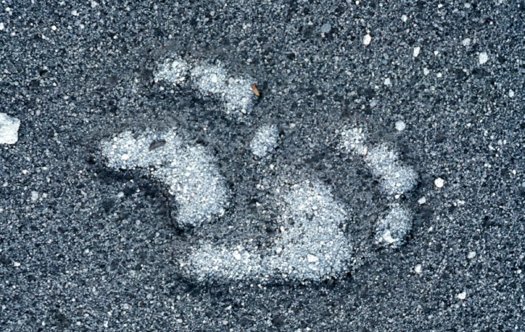 Animal footprints in ash.