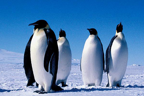 Four penguins walking on ice in Antartica