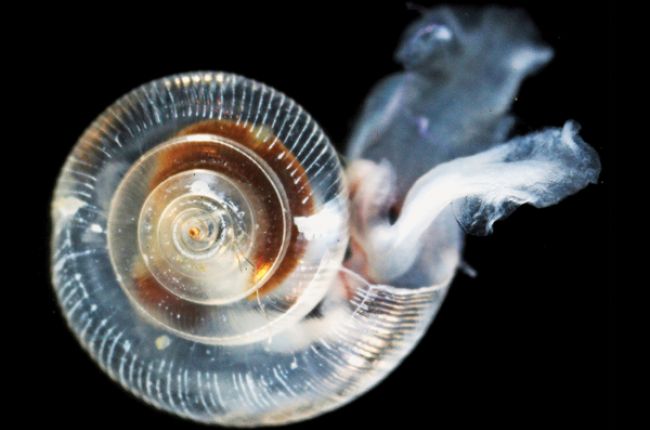 Ocean acidification makes it much harder for many shelled organisms - like this pteropod - to grow their shells. Image Credit: NOAA