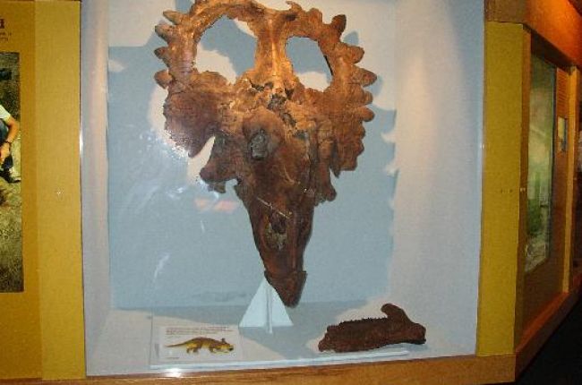Centosaurus head fossil