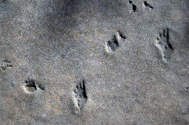 Permian-aged footprints in Utah's Hurricane Cliffs