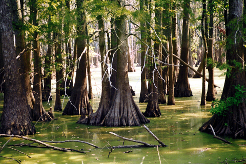 Cypress Swamp in Carbondale, IL