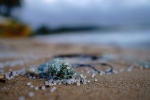 Microplastics caught in algae on a beach.
