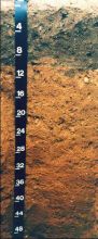 Soil scientists dig holes to investigate soils in various regions. Looking at the flat face of that hole is called a “soil profile.” Here, you can see the distinct yellow area under the top, browner, layers.