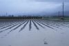 Excess rainfall caused partial flooding of this field near Hollister, California. Image Copyright © Michael Collier http://www.earthscienceworld.org/images