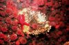 Starfish and anemones off Massachusetts coast