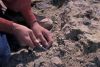 Paleontologist excavating fossils in Colorado's Dry Mesa Quarry