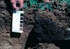 Measuring soil color.