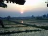 Rice Paddies in Northern Thailand at Sunset. 
