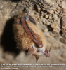 By U.S. Fish and Wildlife Service Headquarters (tri-colored bat with WNS  Uploaded by Dolovis) [CC BY 2.0 (http://creativecommons.org/licenses/by/2.0) or Public domain], via Wikimedia Commons