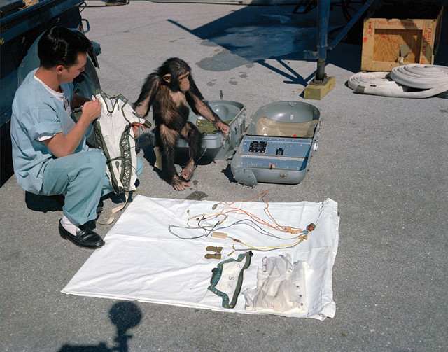 Benchmarks: January 31, 1961: Ham the chimpanzee, first hominid in space