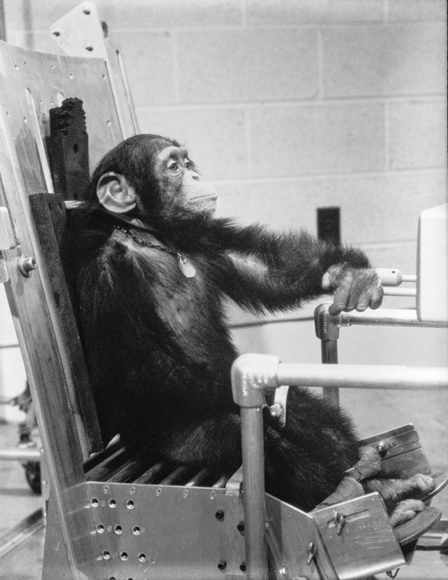 Benchmarks: January 31, 1961: Ham the chimpanzee, first hominid in space