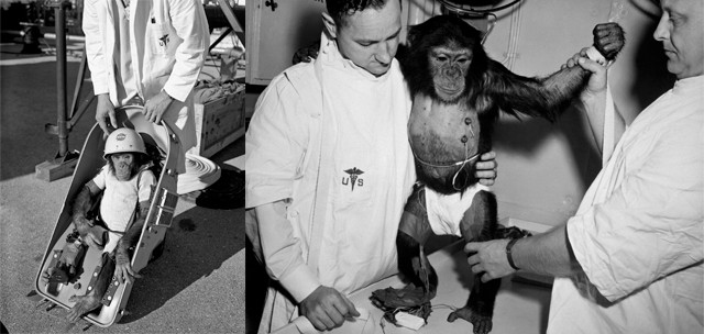 Benchmarks: January 31, 1961: Ham the chimpanzee, first hominid in space