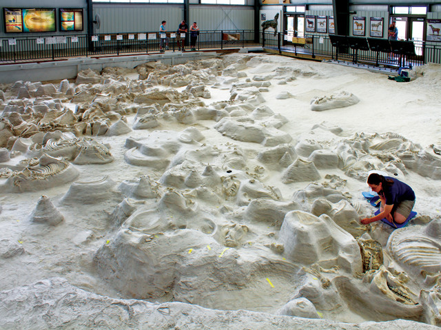 Benchmarks: June 1977: First Excavations at Nebraska's Ashfall Fossil Beds