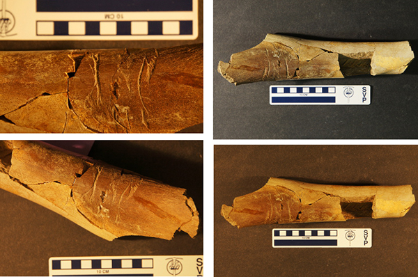 Bite marks offer best evidence yet of T. rex cannibalism