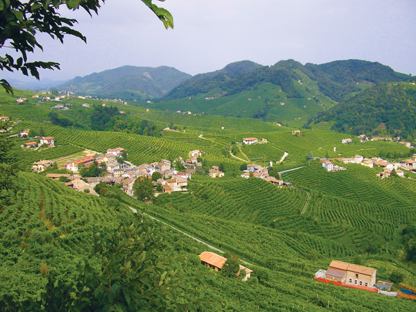 case study growing grapes to make fine wines