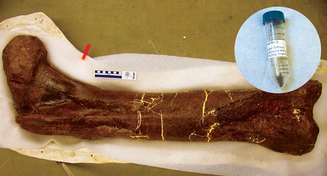 Cretaceous collagen: Can molecular paleontology glean soft tissue from dinosaurs?