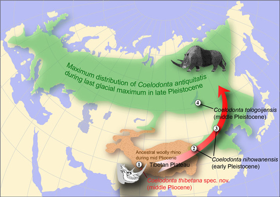 CryoScoop: Woolly rhino traveled with an ice scraper