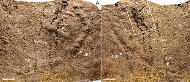 Earth's first footprints