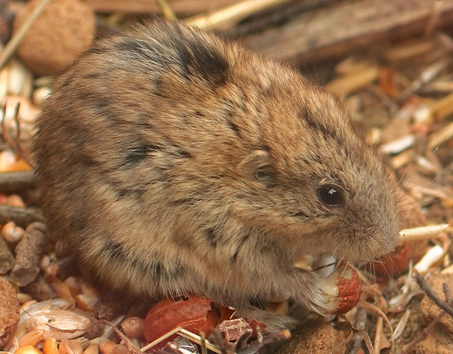 Are Lemmings Really Suicidal? The Truth Behind Animal Myths