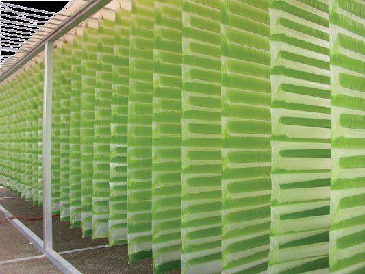 Algae Biofuel