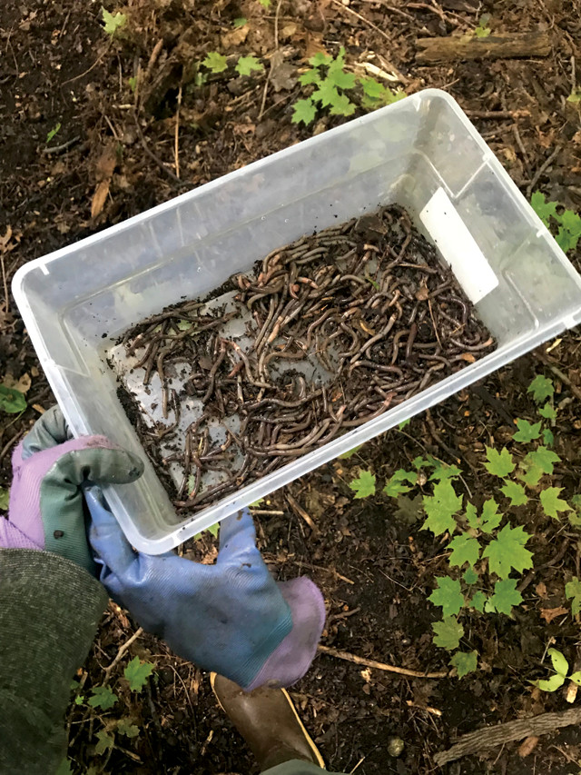 Be on the lookout for earthworms on steroids that jump a foot in