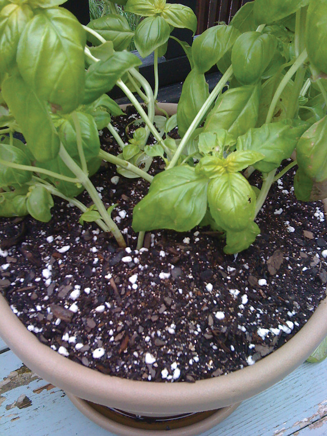 Is this mold growing on the perlite? It seems to be spreading :  r/plantclinic