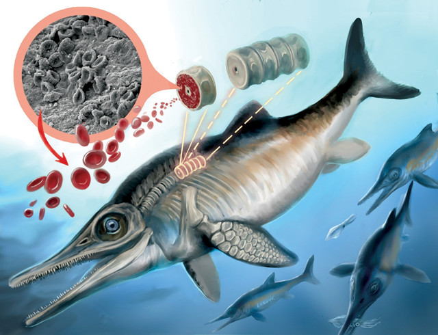 Oldest blood cells found in Early Jurassic ichthyosaur