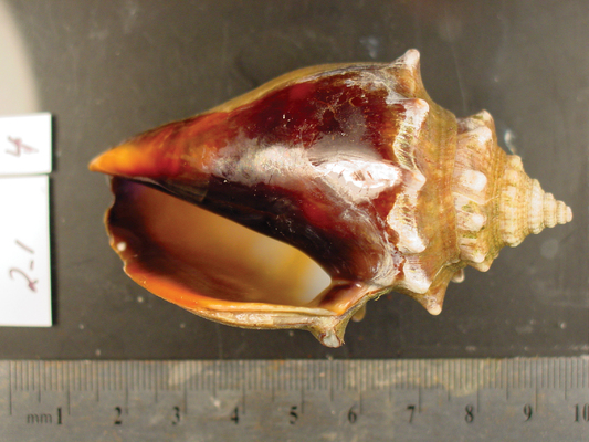 Shell-shocked: How different creatures deal with an acidifying ocean