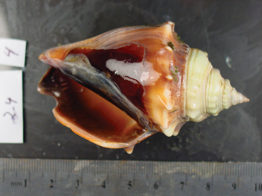 What is shell shock? – Understanding Shell Shock (2/4)