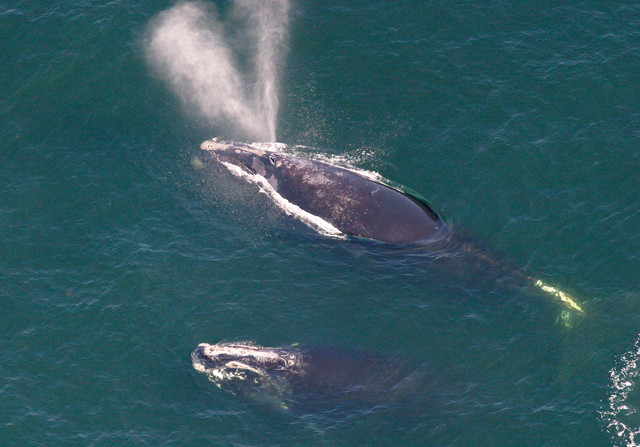 Three new species of extinct baleen whales found