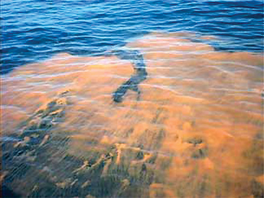 Florida's Red Tide Is Decimating Marine Plants