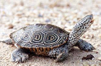 A photo of a baby terrapin turtle.