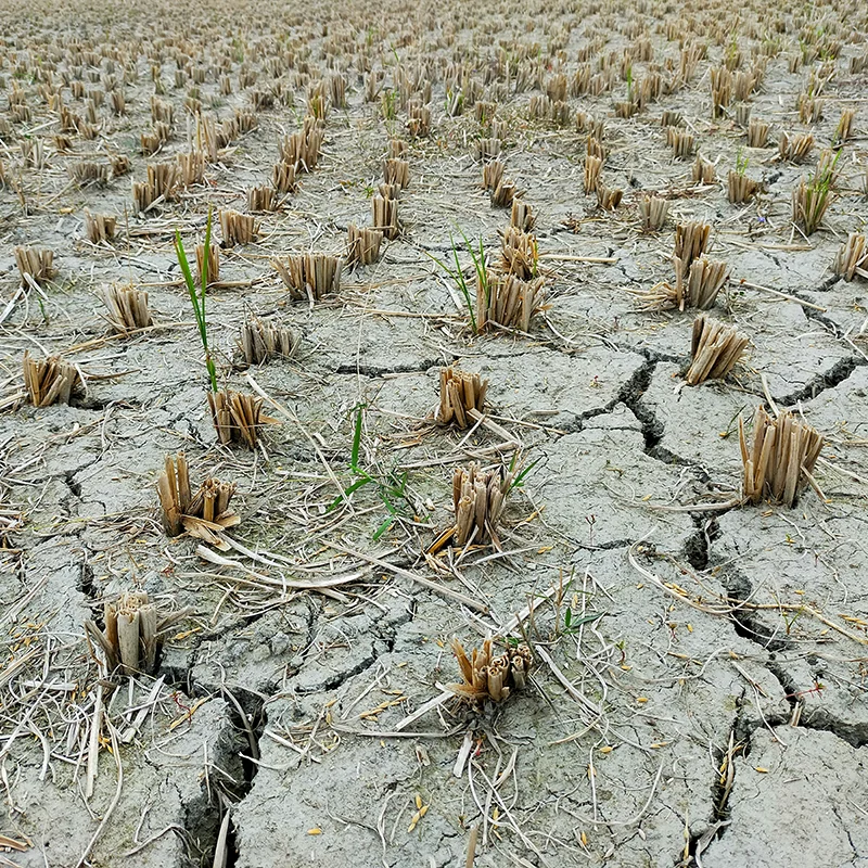 Drought
